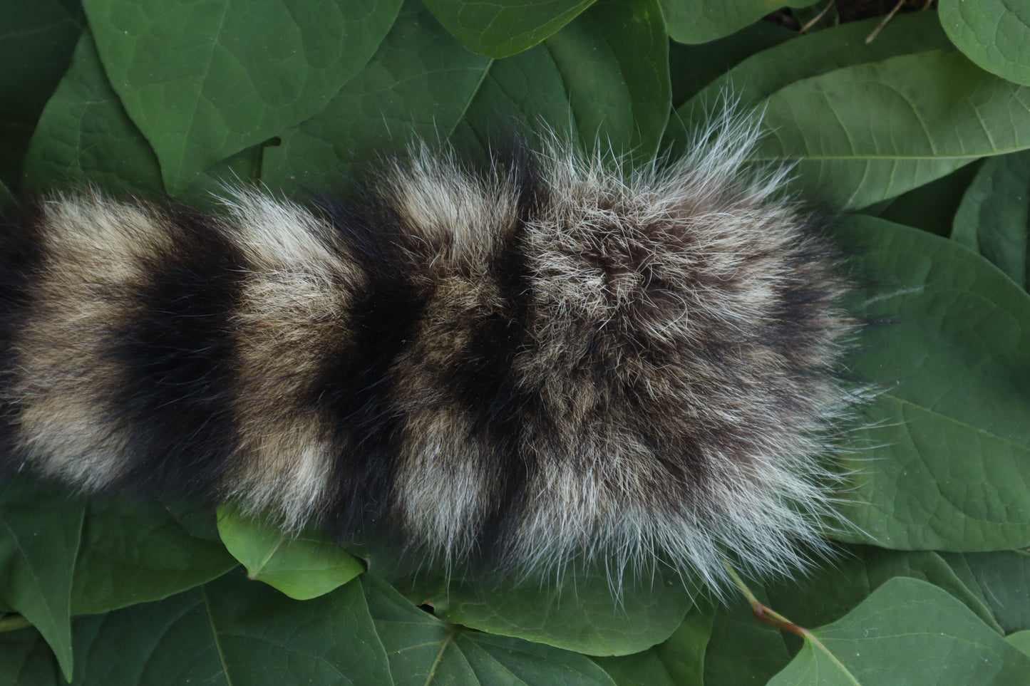 Raccoon Tail