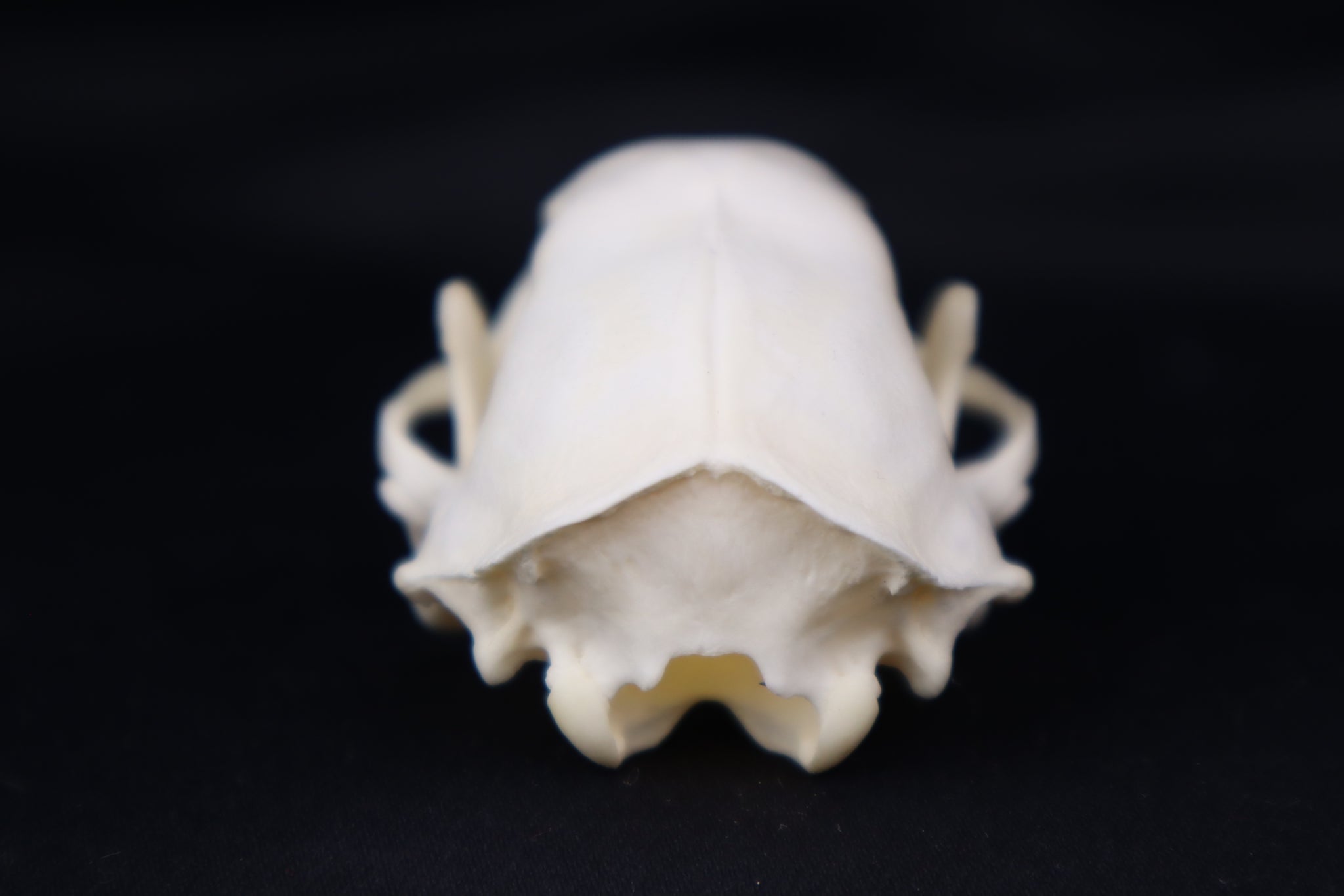 Skunk Skull