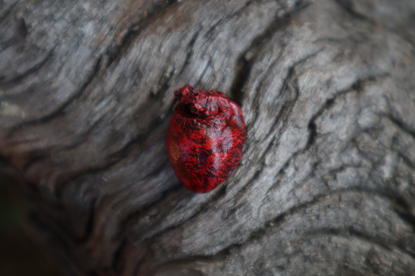 Dry Preserved Eastern Gray Squirrel Heart