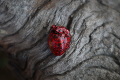 Dry Preserved Eastern Gray Squirrel Heart