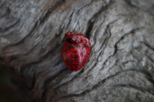 Dry Preserved Eastern Gray Squirrel Heart