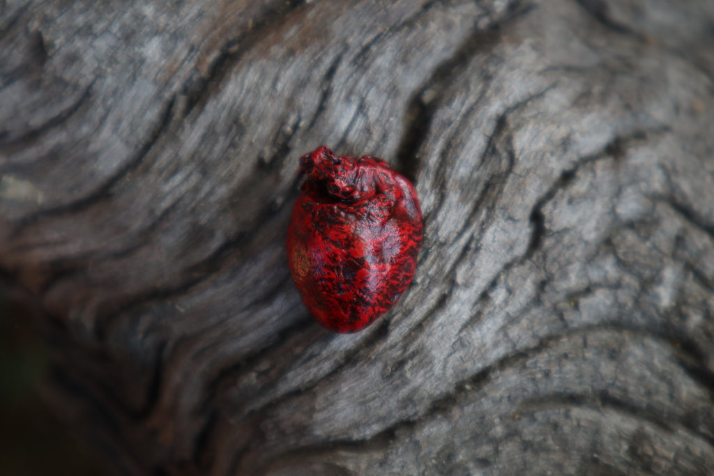 Dry Preserved Eastern Gray Squirrel Heart