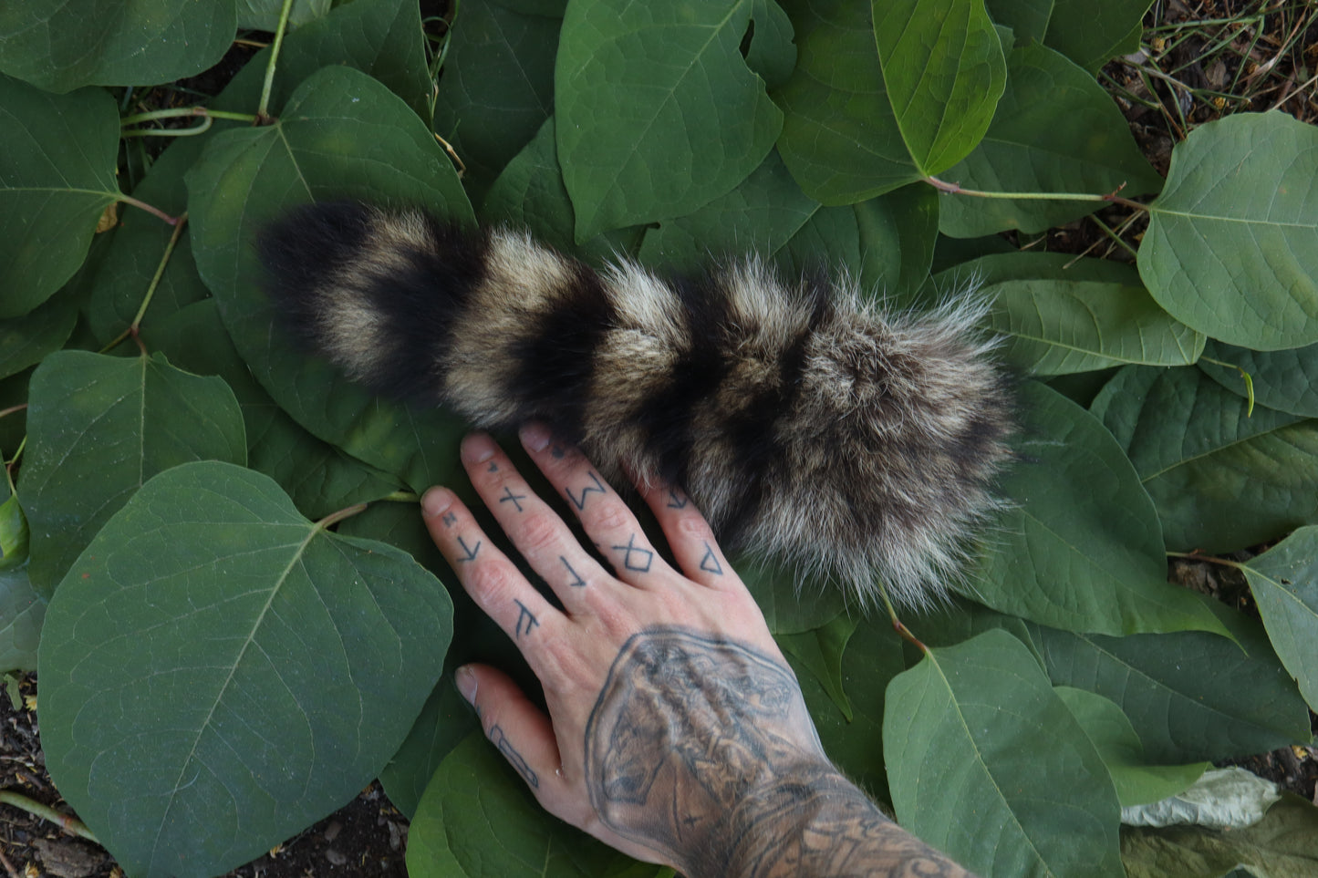 Raccoon Tail
