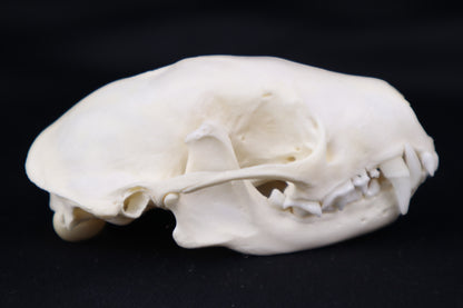 Skunk Skull