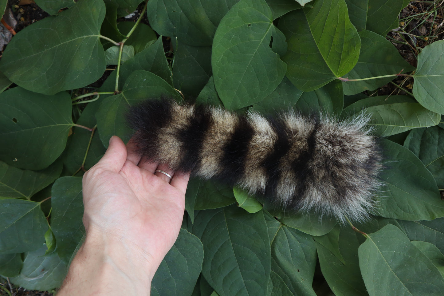 Raccoon Tail