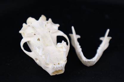 Skunk Skull