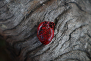 Dry Preserved Eastern Gray Squirrel Heart