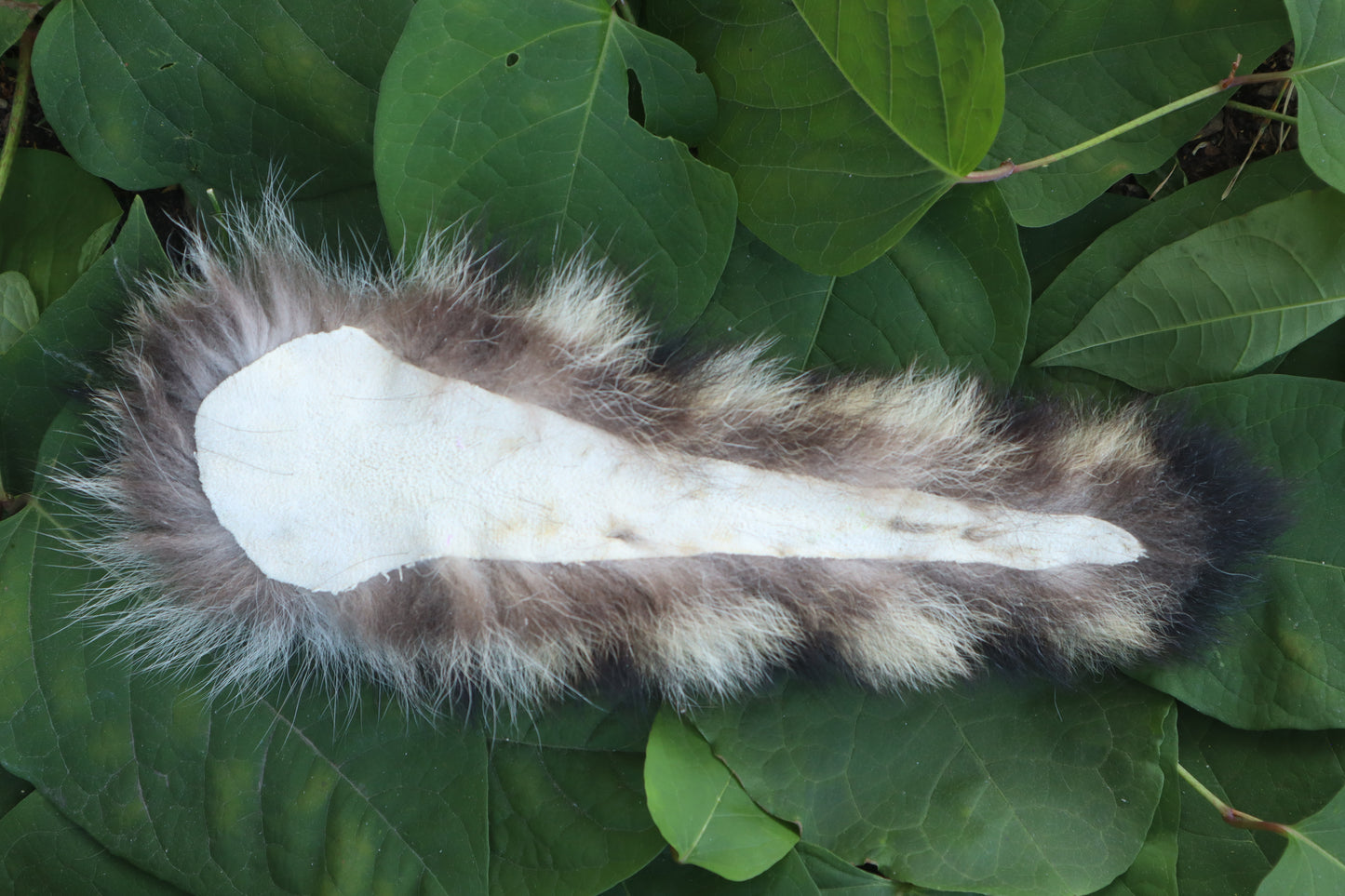 Raccoon Tail