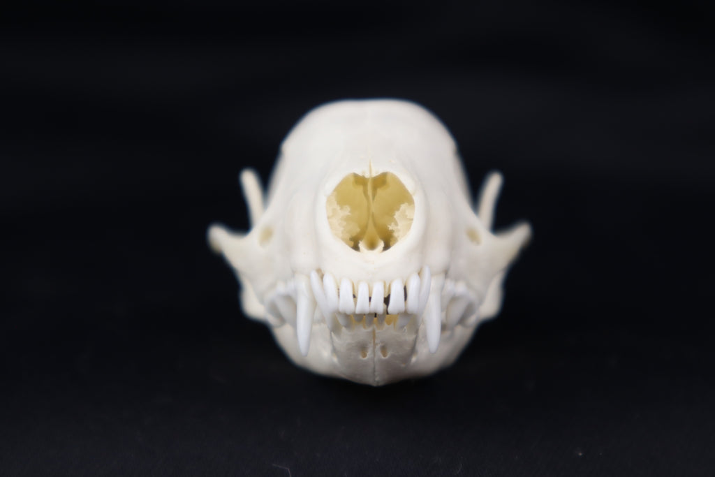 Skunk Skull