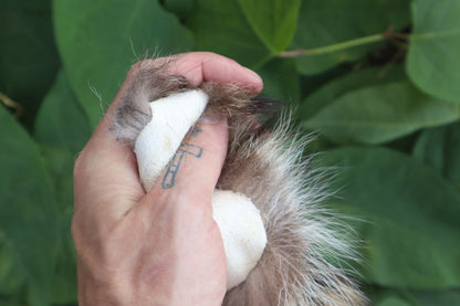 Raccoon Tail