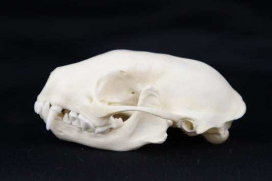 Skunk Skull