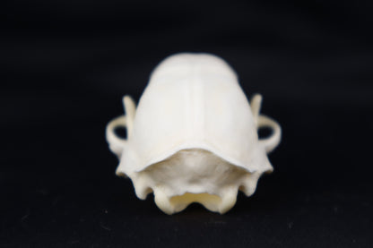 Skunk Skull