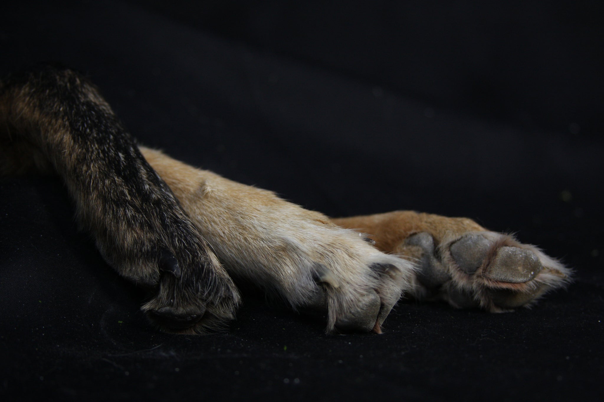 Coyote Paws