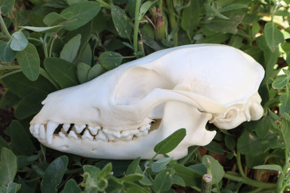 Gray Fox Skull