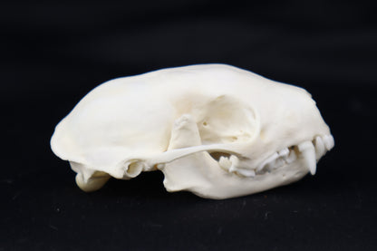 Skunk Skull