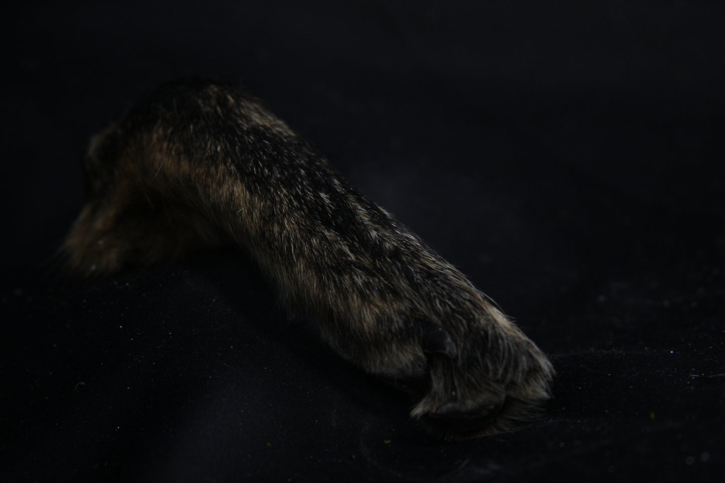 Coyote Paws