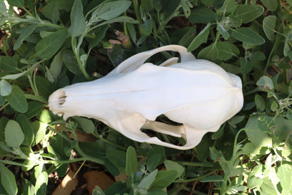 Gray Fox Skull