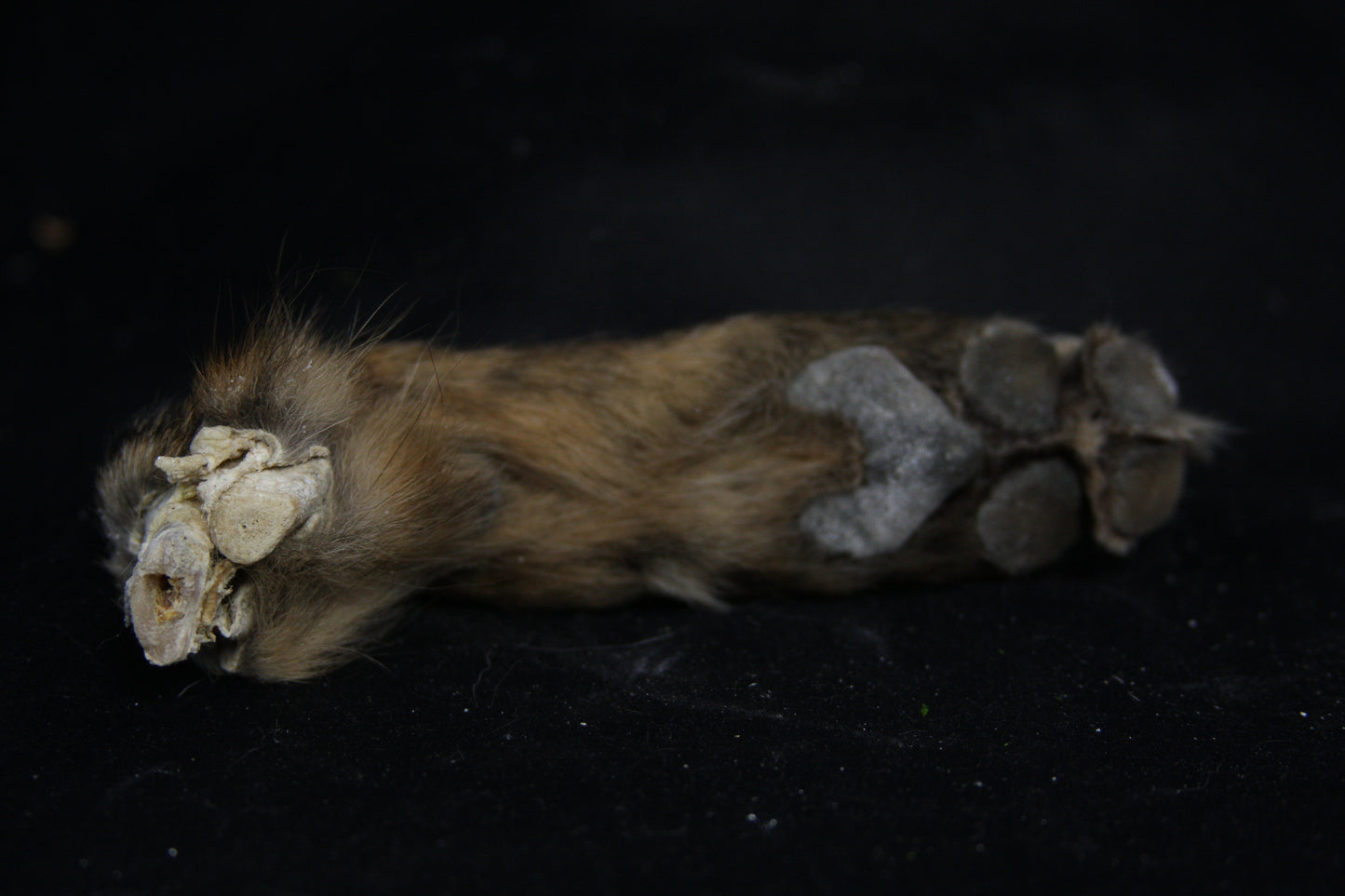 Coyote Paws