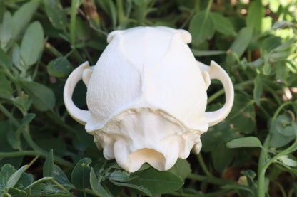 Gray Fox Skull