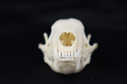 Skunk Skull