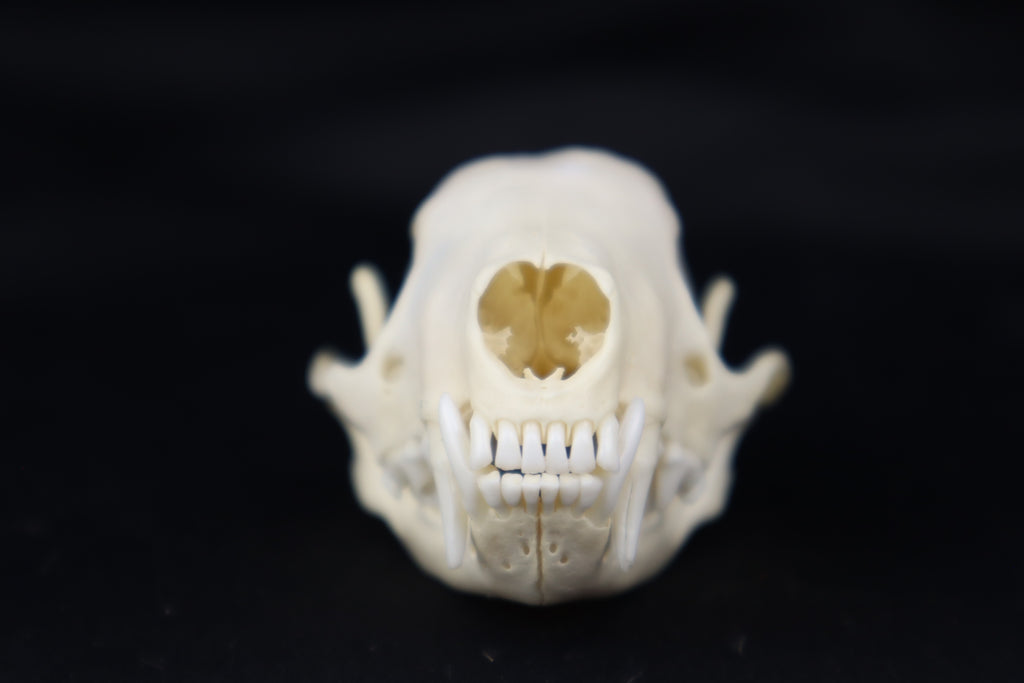 Skunk Skull