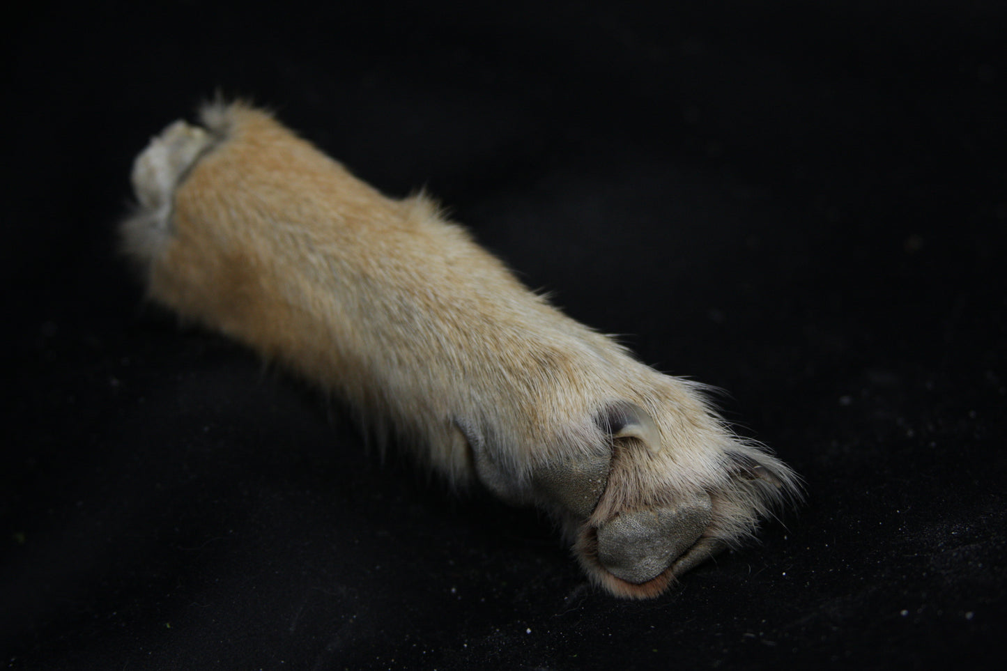 Coyote Paws