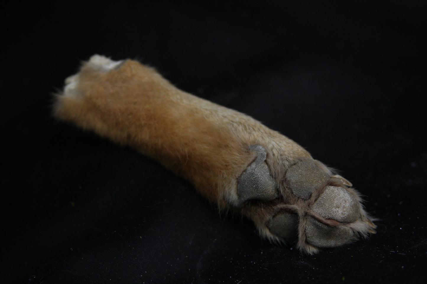 Coyote Paws