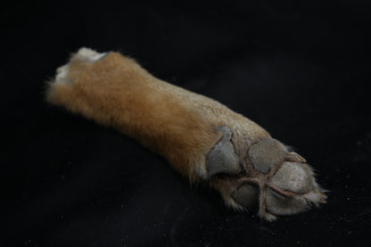 Coyote Paws