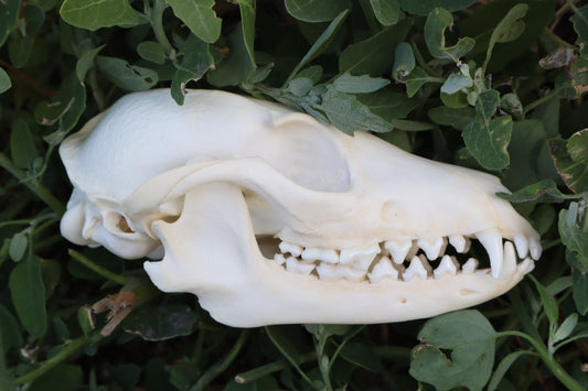 Gray Fox Skull