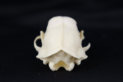 Skunk Skull