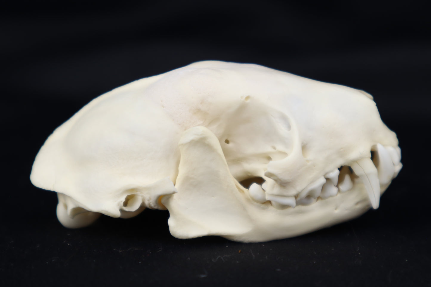 Skunk Skull