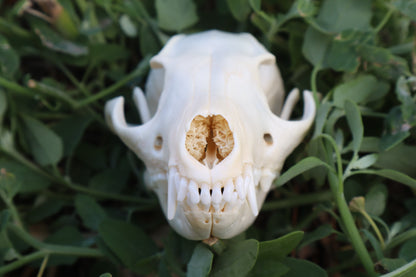 Gray Fox Skull