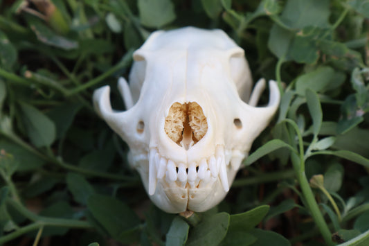 Gray Fox Skull