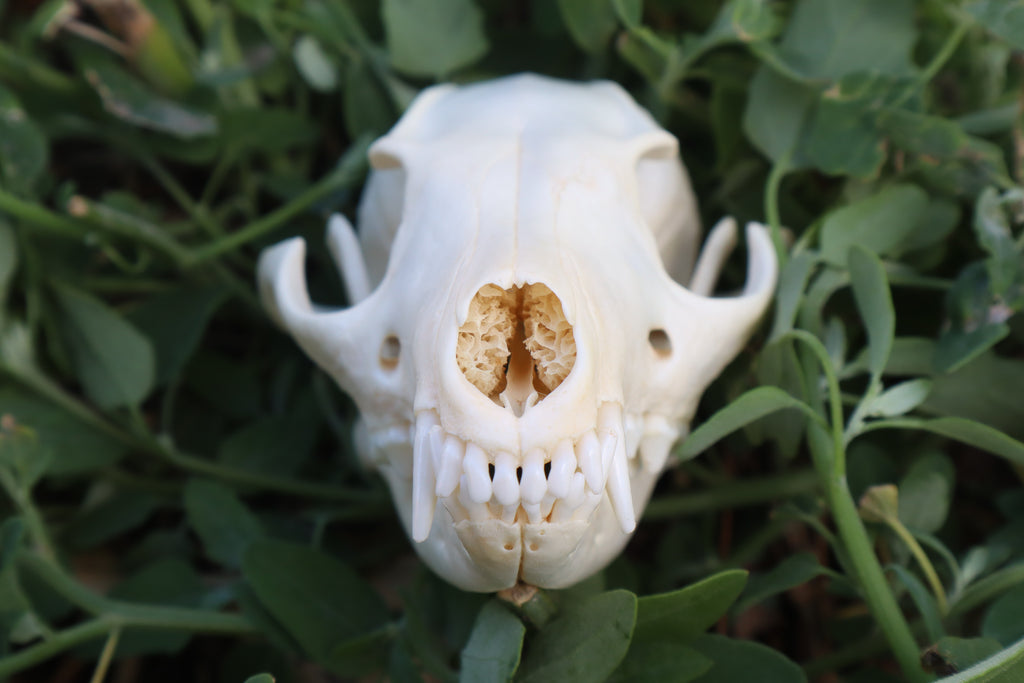 Gray Fox Skull