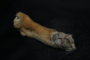 Coyote Paws