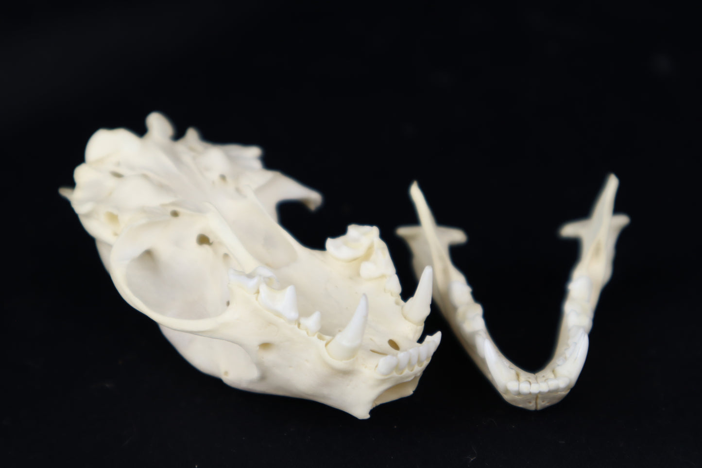 Skunk Skull