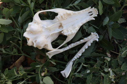 Gray Fox Skull