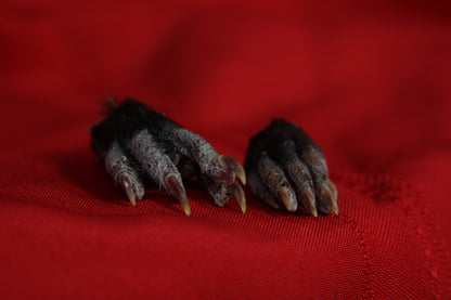 Opossum Paws
