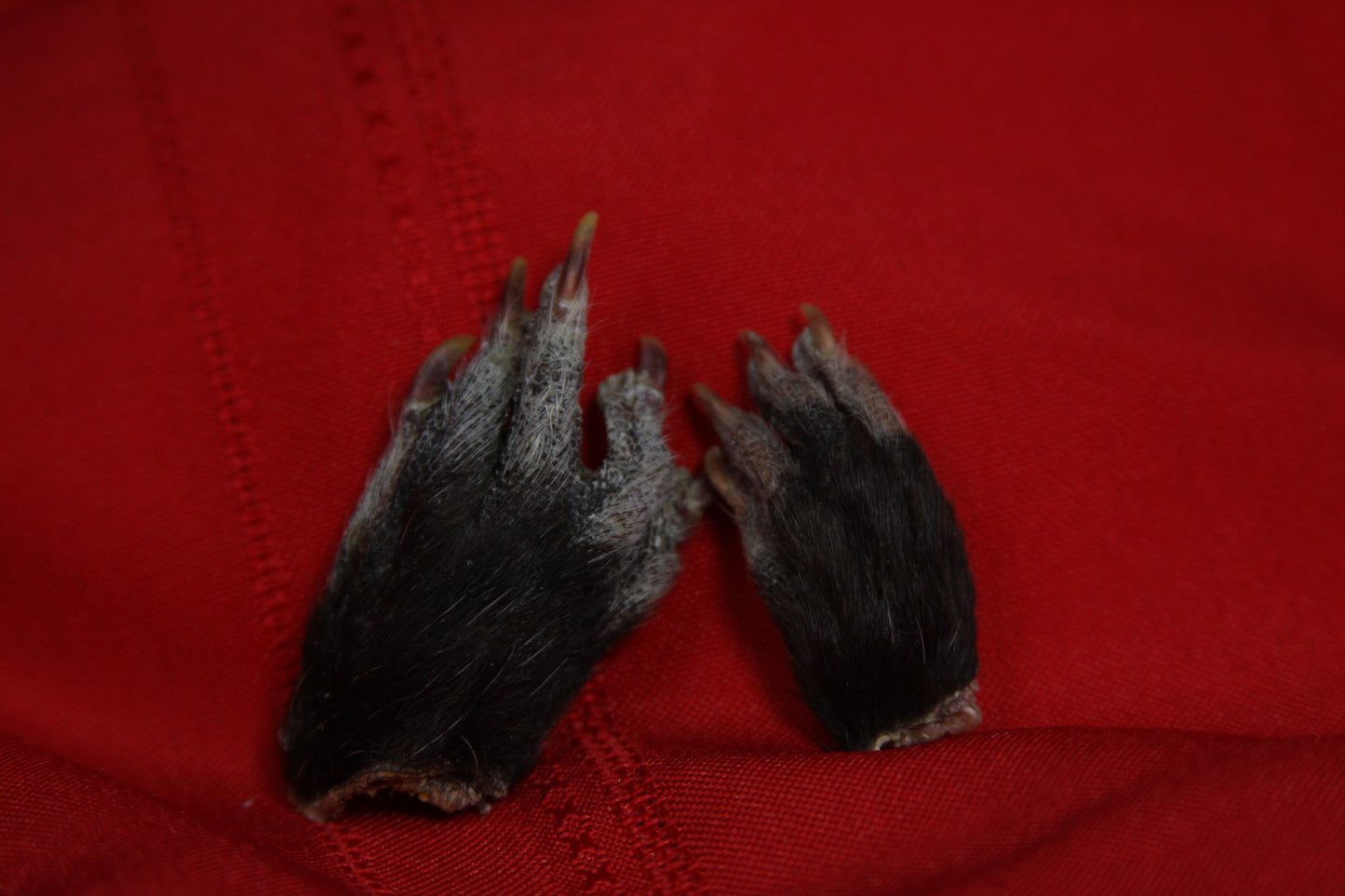 Opossum Paws