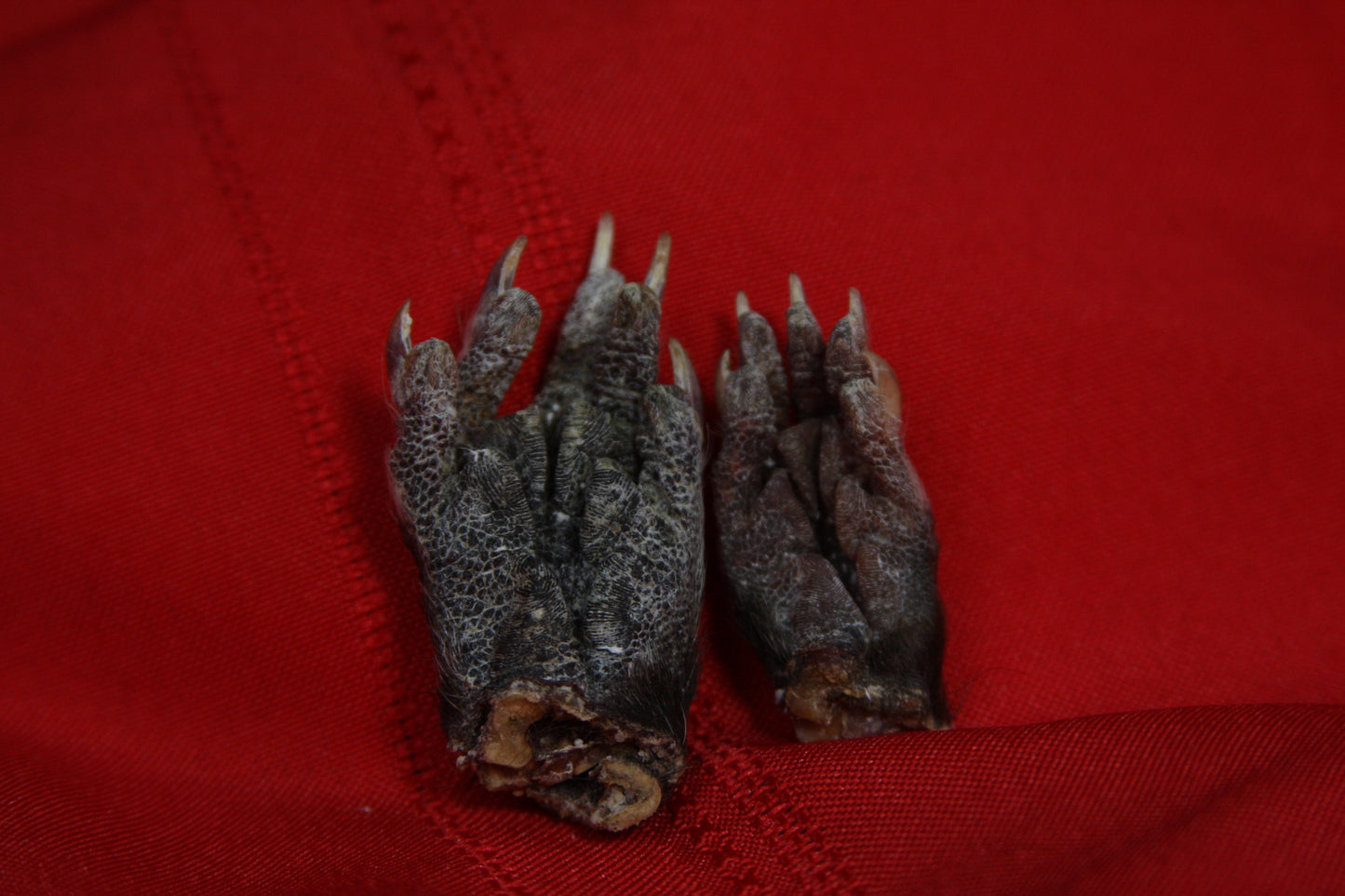 Opossum Paws