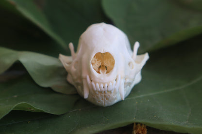 Striped Skunk Skull