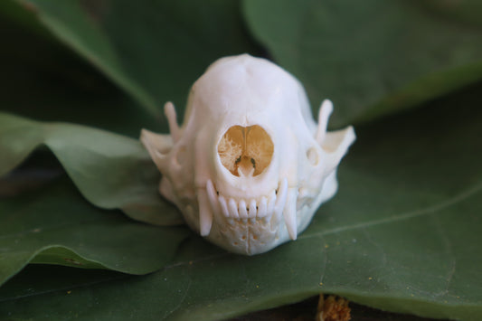 Striped Skunk Skull
