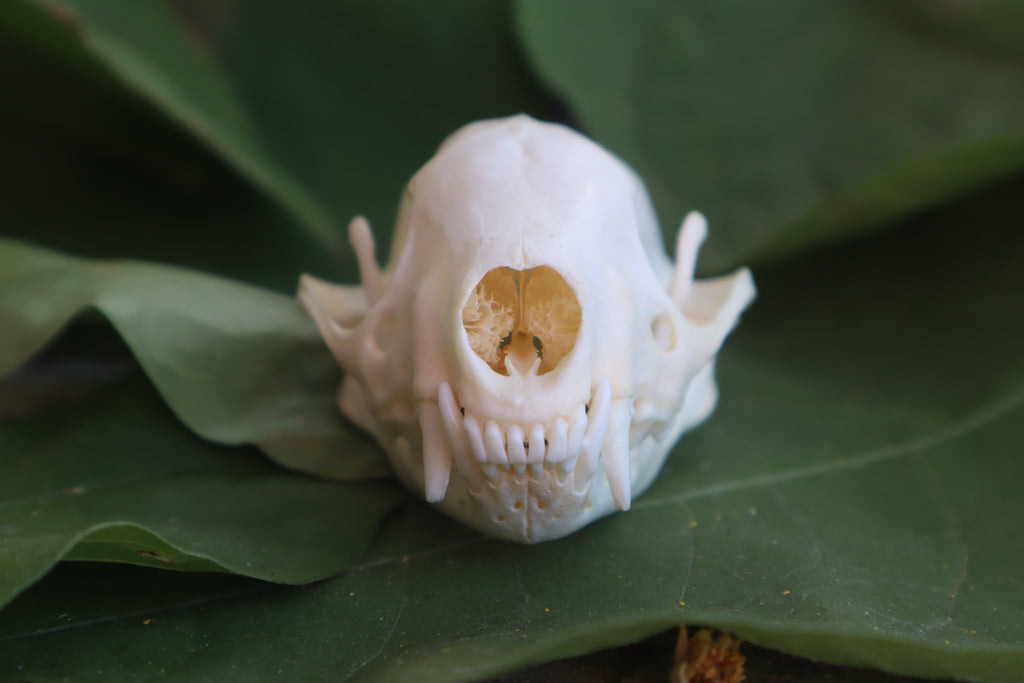 Striped Skunk Skull
