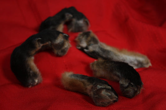 Red Fox Paws