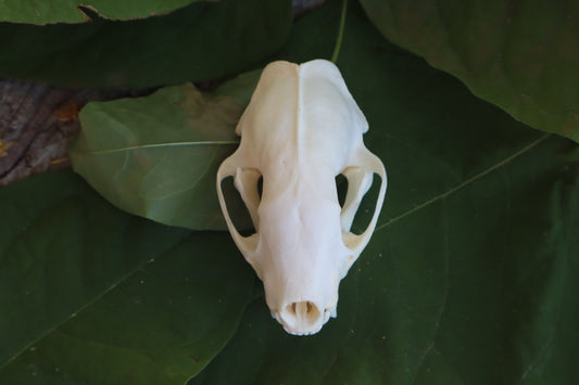 Striped Skunk Skull