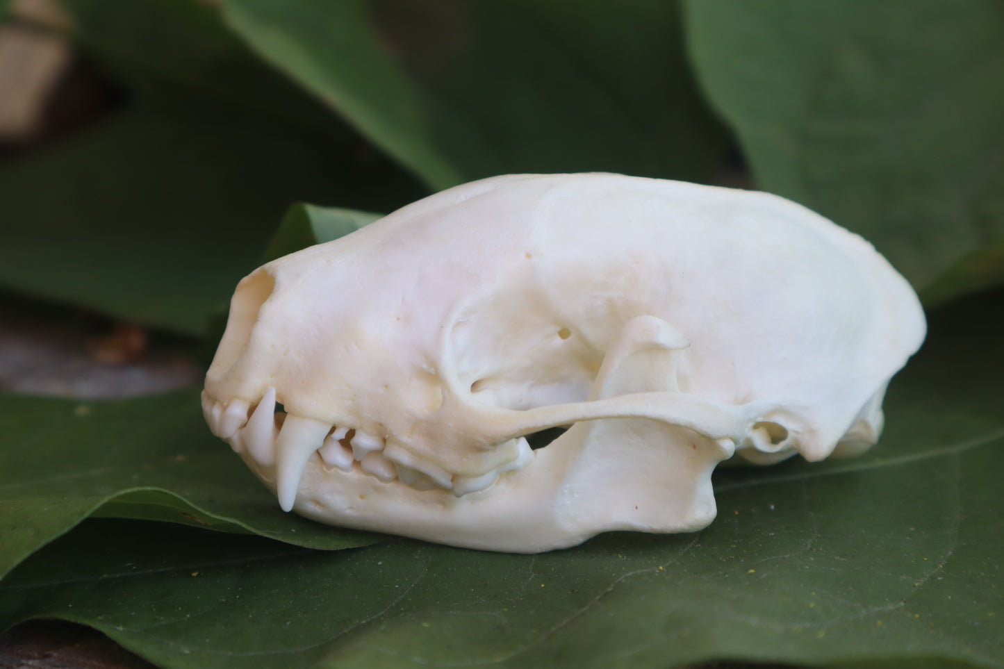 Striped Skunk Skull
