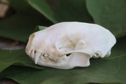 Striped Skunk Skull
