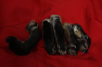 Red Fox Paws