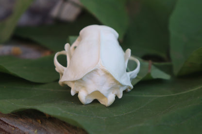 Striped Skunk Skull