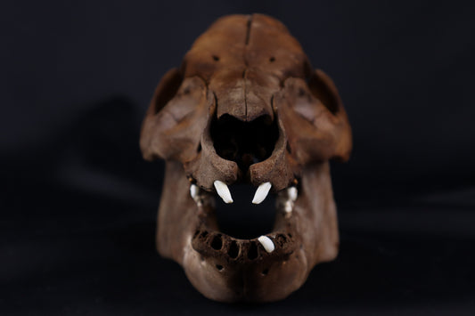 Fyri Stained Pig Skull